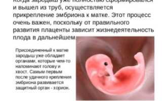 Почему Плод Не Прикрепляется К Матке Причины