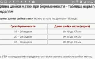 Шейка матки при беременности норма по неделям при двойне